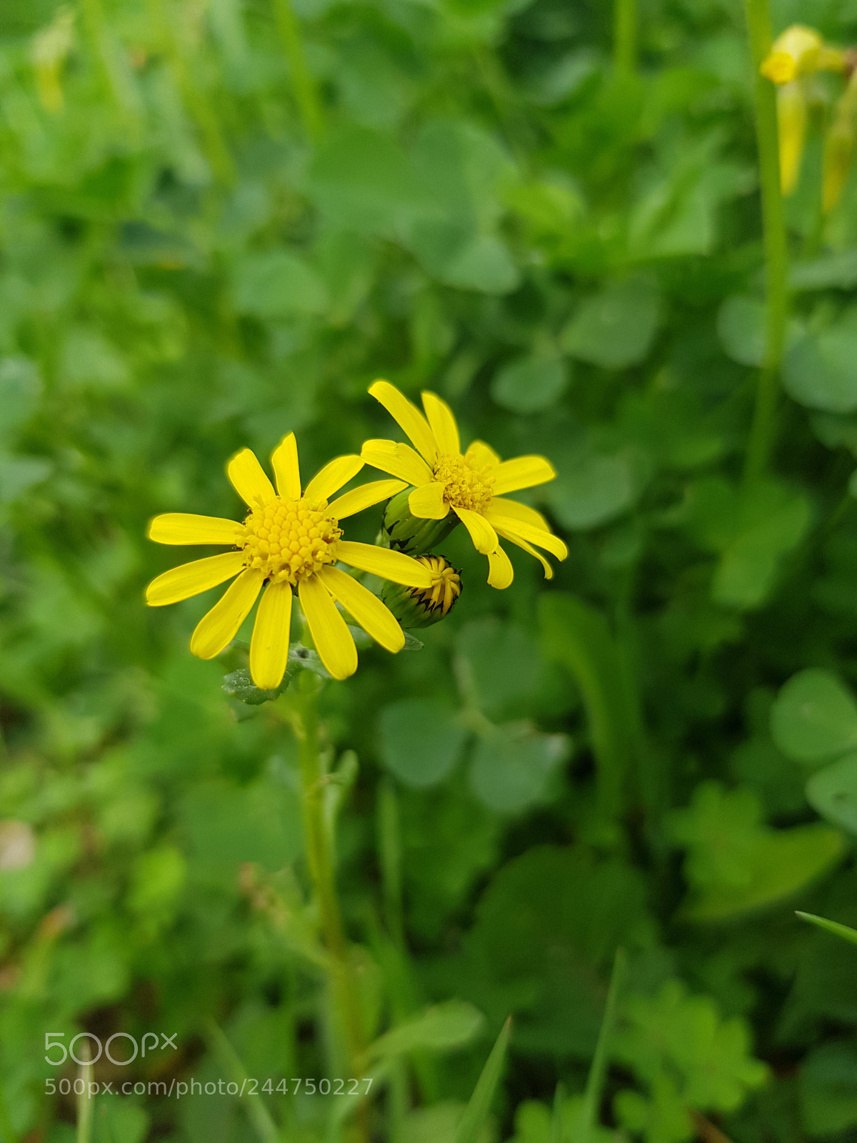 Samsung Galaxy S8 sample photo. Untitled photography