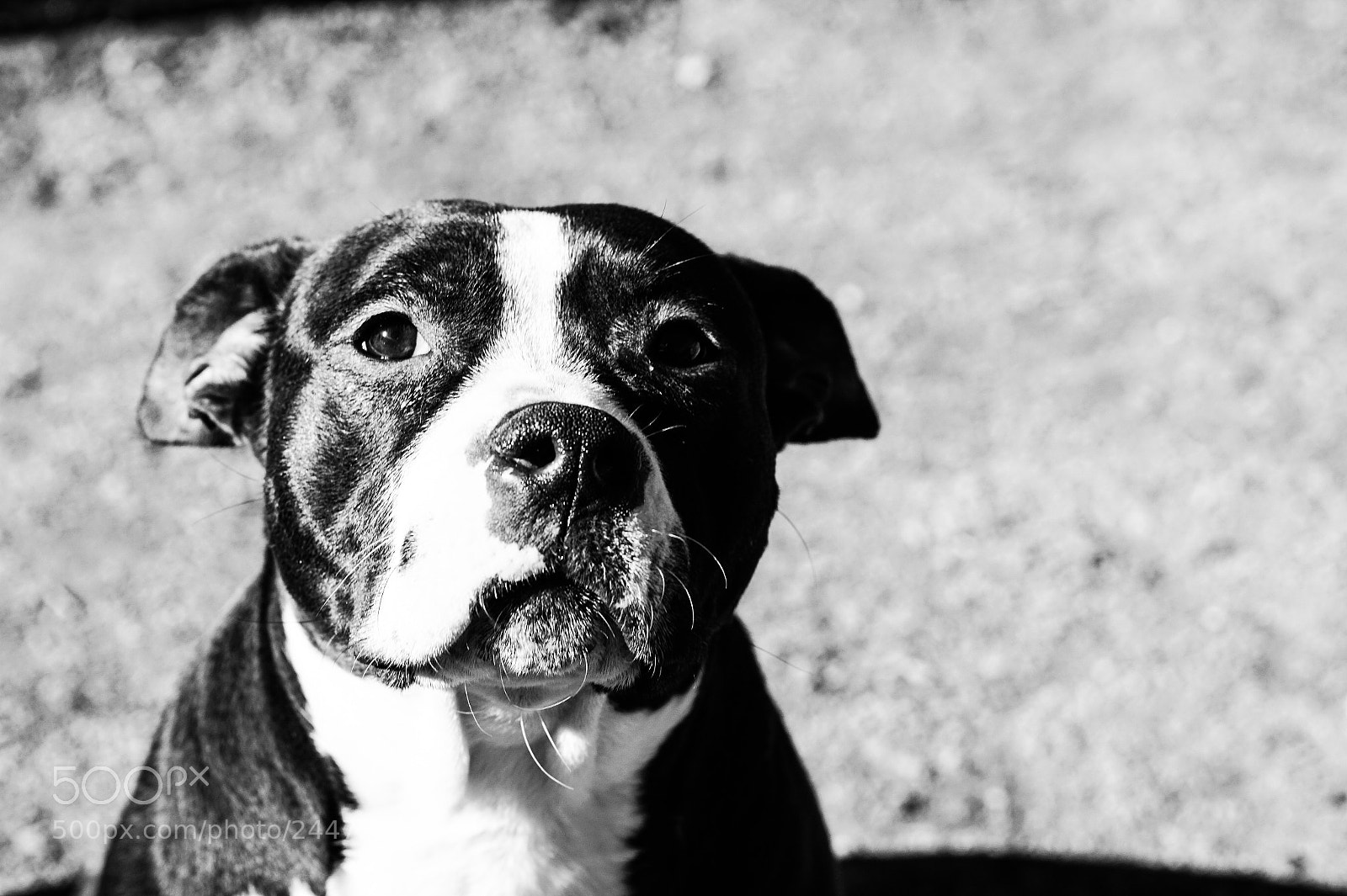 Sony Alpha a5000 (ILCE 5000) sample photo. Cordelia photography