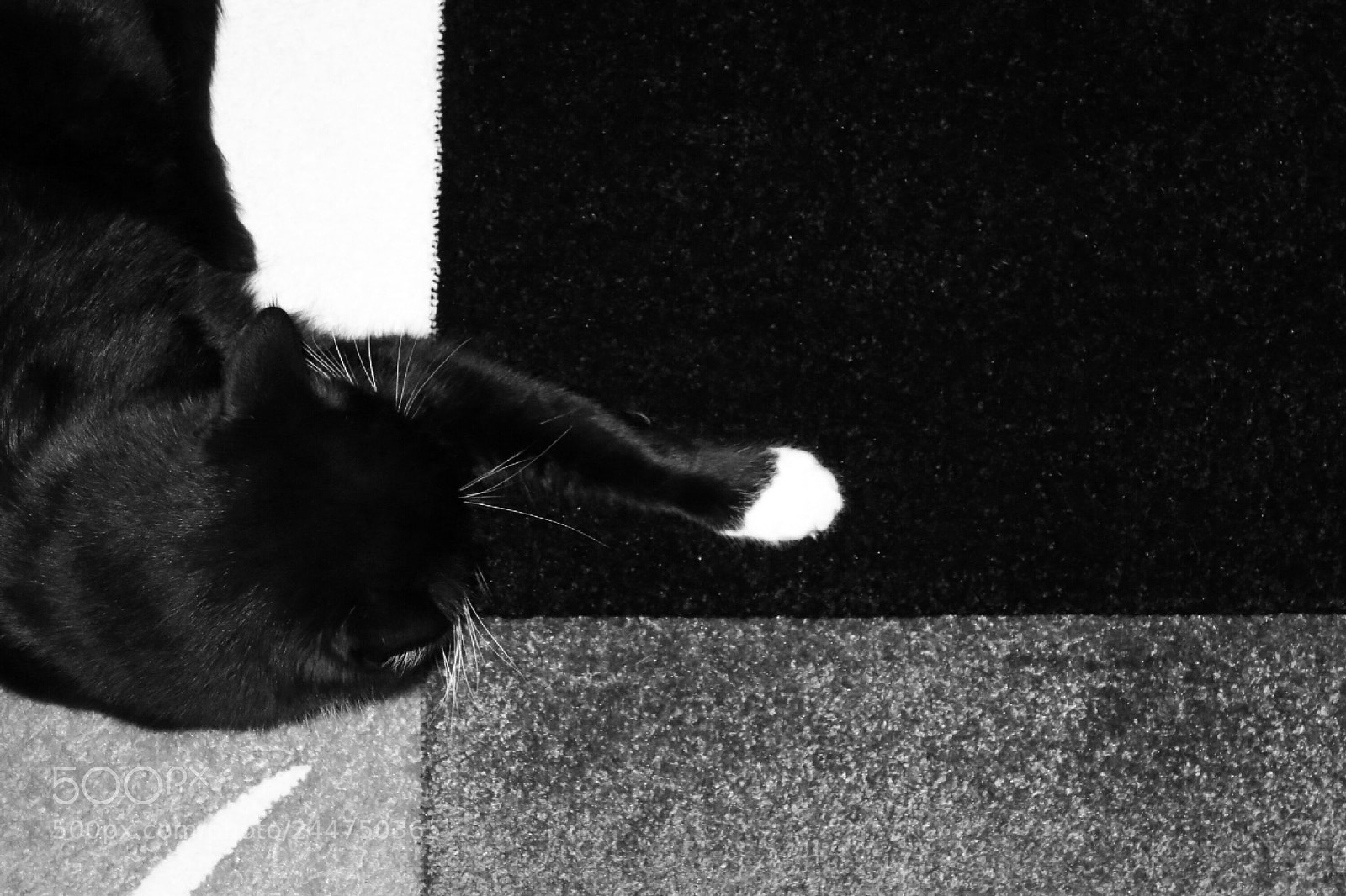 Canon PowerShot S110 sample photo. Cat's paw photography