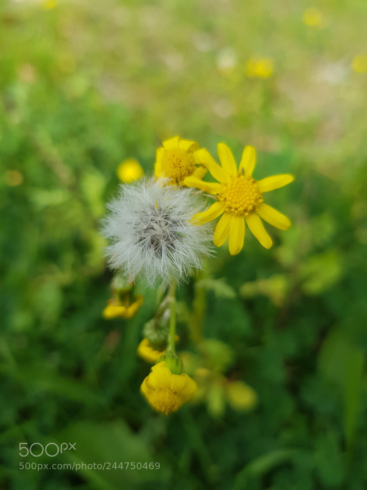 Samsung Galaxy S8 sample photo. Untitled photography