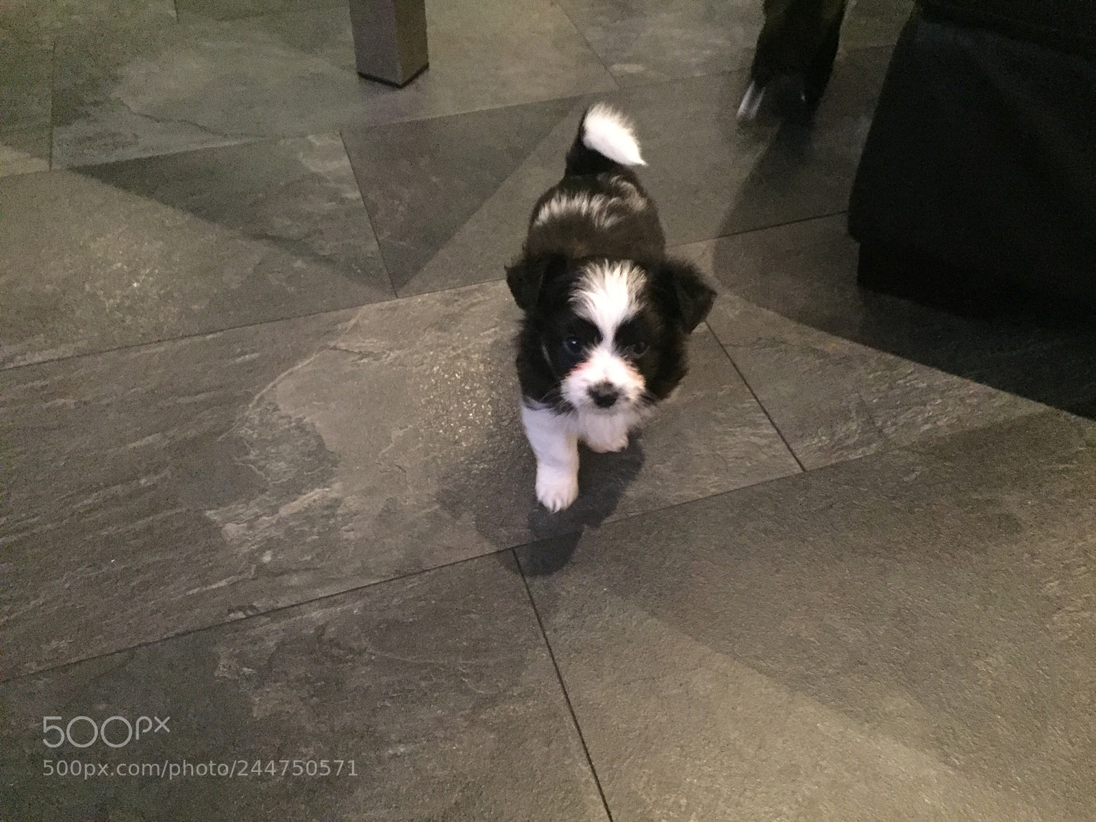 Apple iPhone 6 sample photo. Baby dog photography