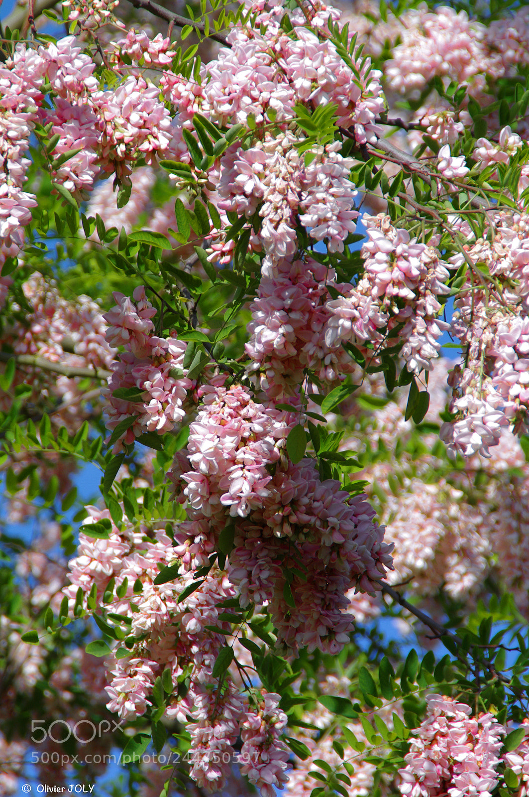 Pentax K-7 sample photo. Glycines photography