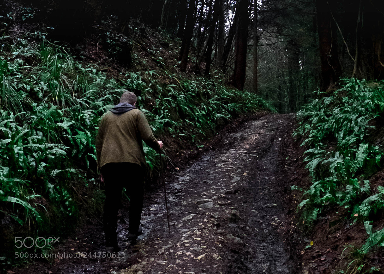 Fujifilm X-T1 sample photo. Hiking in the woods photography