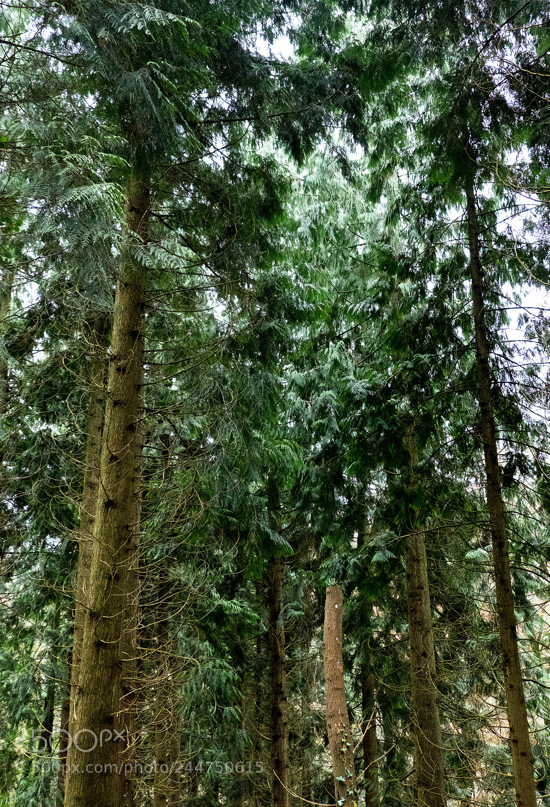 Fujifilm X-T1 sample photo. Nothing but trees photography