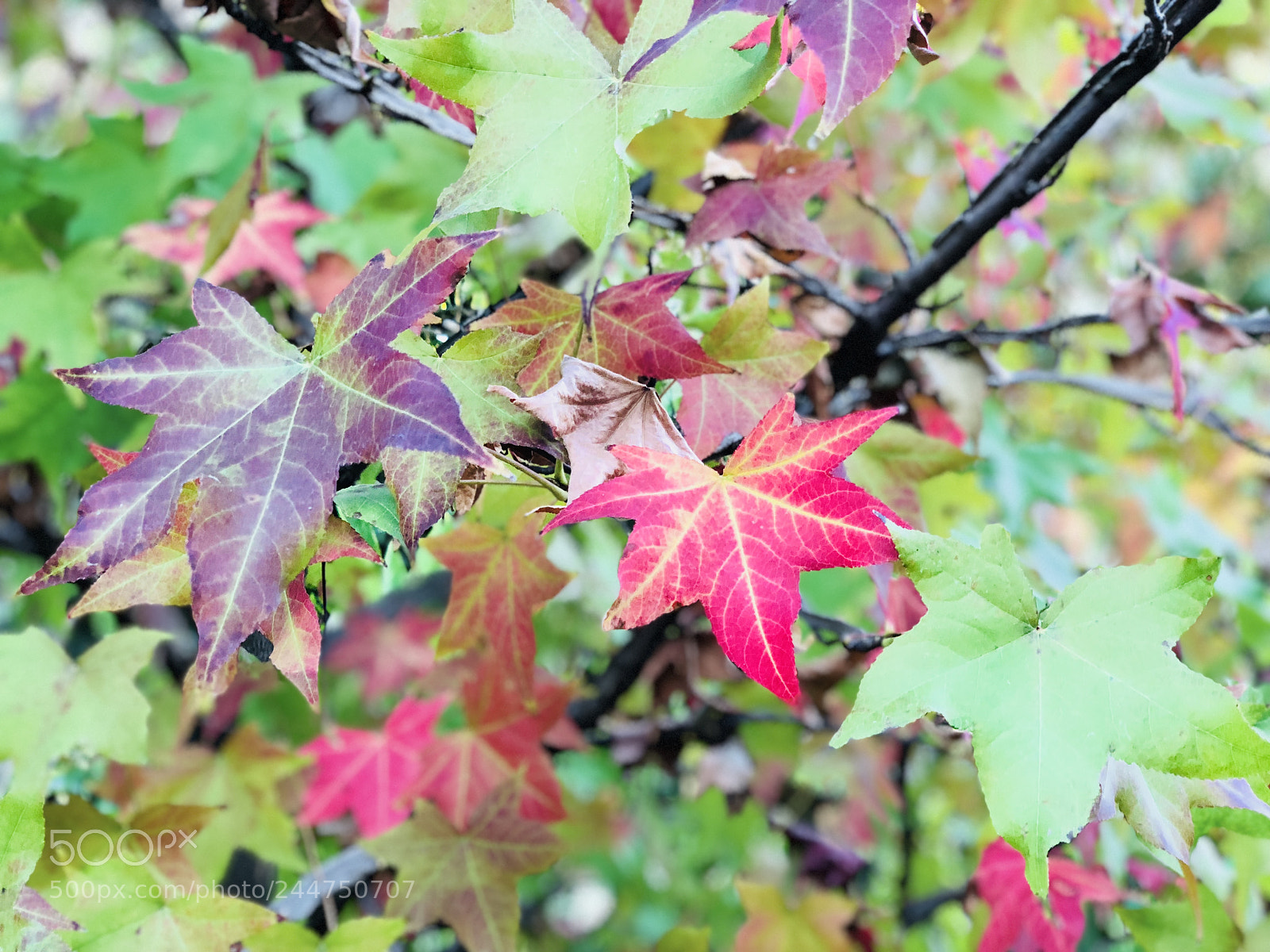 Apple iPhone X sample photo. Leaves photography