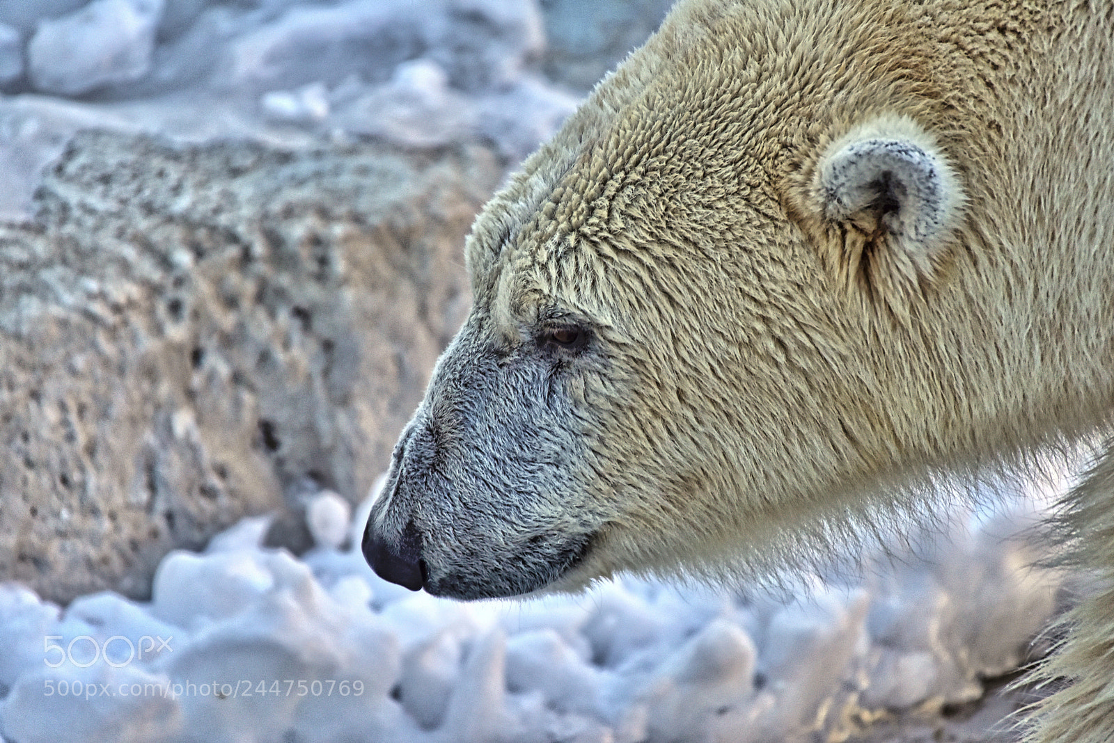 Nikon D810 sample photo. The bear photography