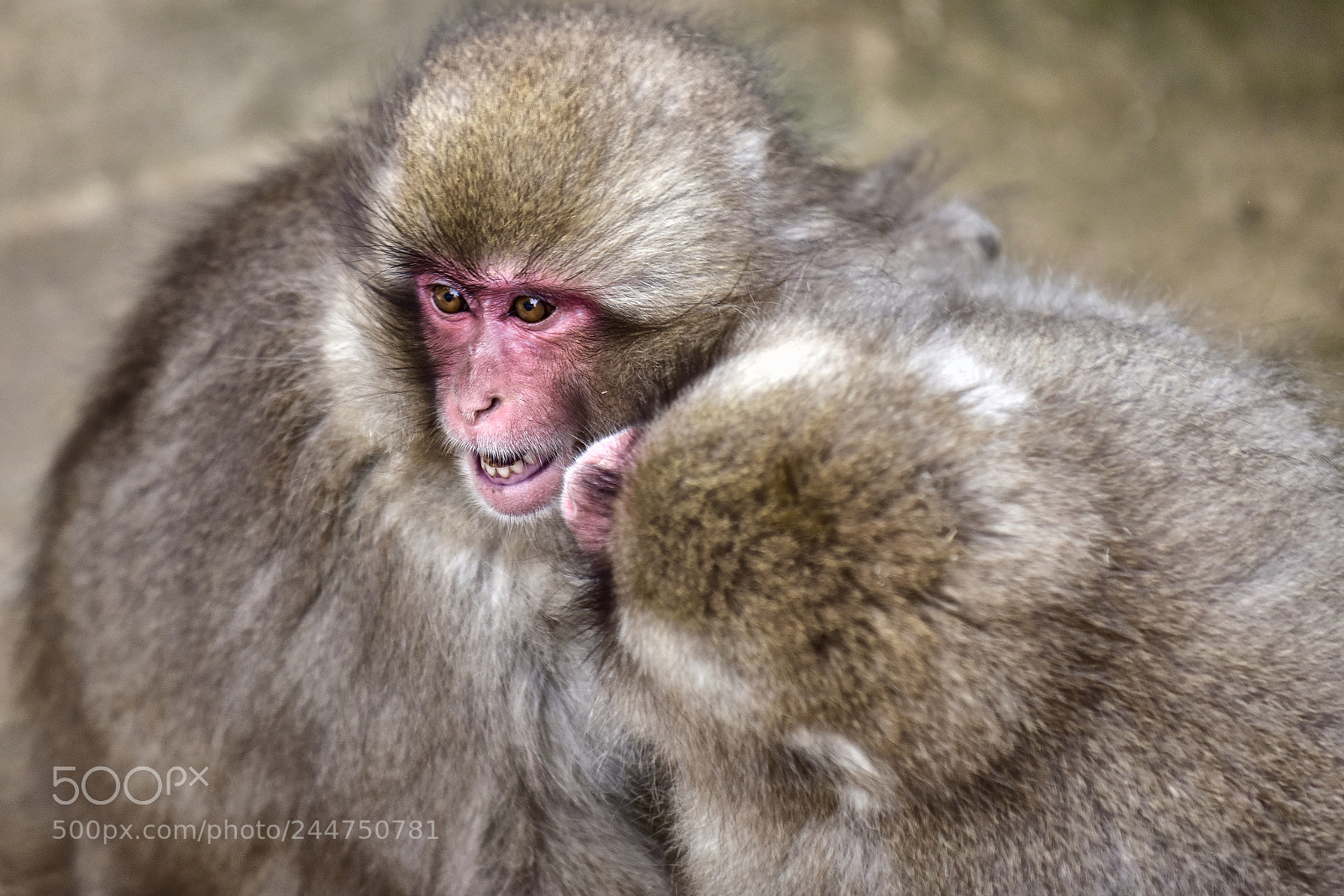 Nikon D810 sample photo. Monkey business photography