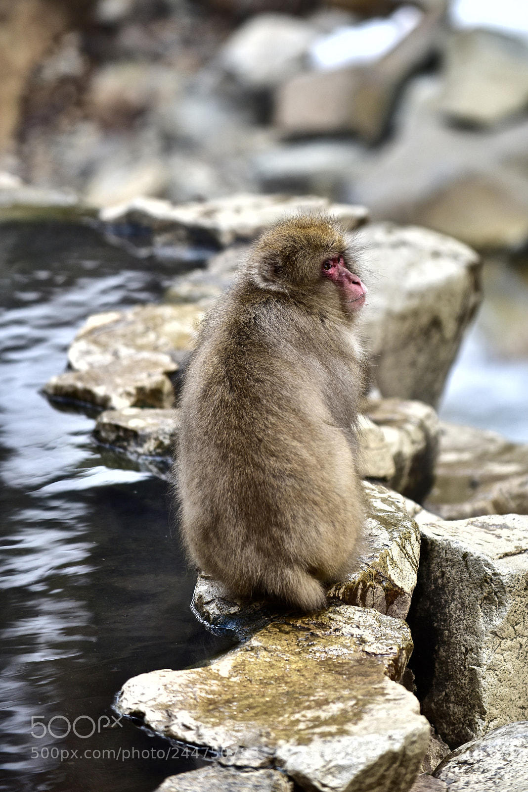 Nikon D810 sample photo. Poolside perch photography