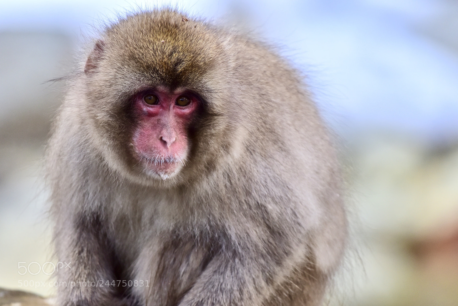 Nikon D810 sample photo. The look photography