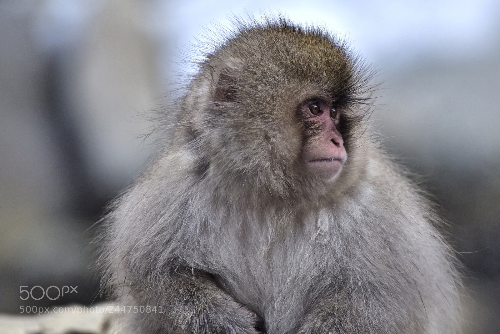 Nikon D810 sample photo. Fluffy photography
