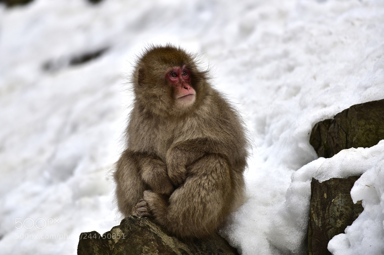 Nikon D810 sample photo. Macaque moment photography