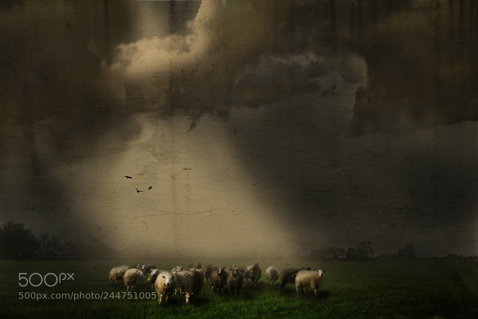 Fujifilm X-T10 sample photo. The sheep photography