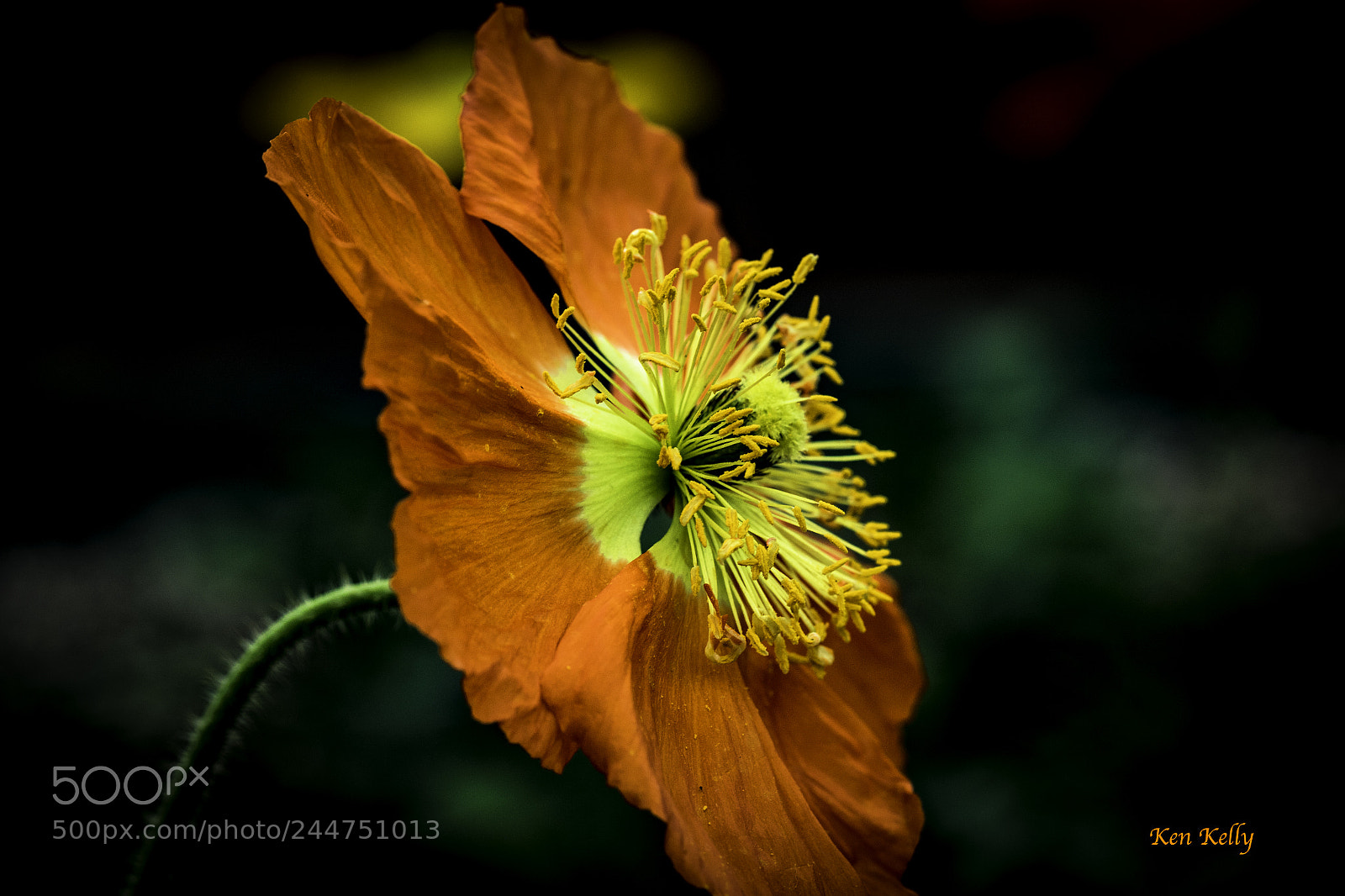 Canon EOS 7D Mark II sample photo. Orange poppy photography