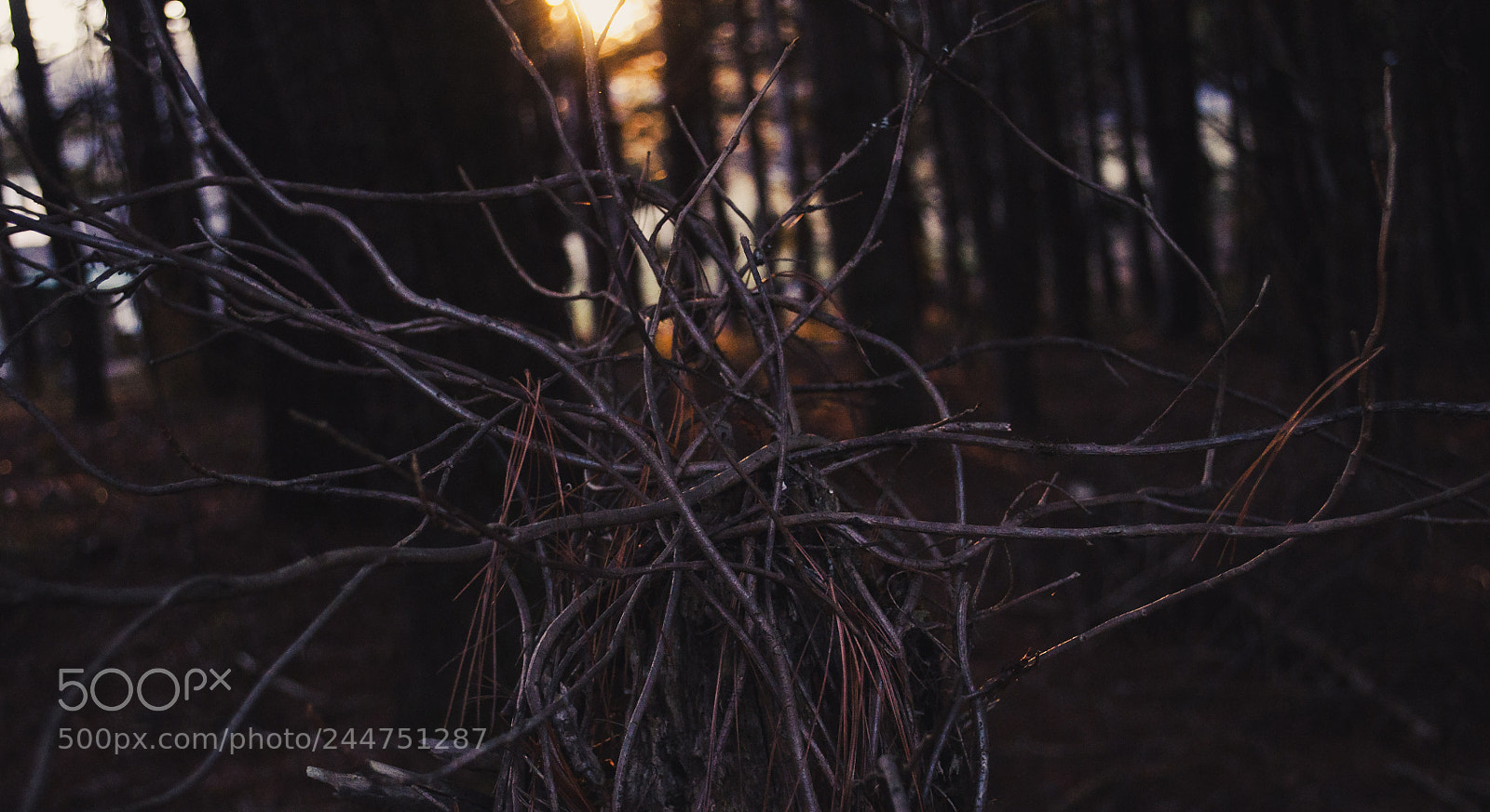 Nikon D5000 sample photo. Crown branch photography