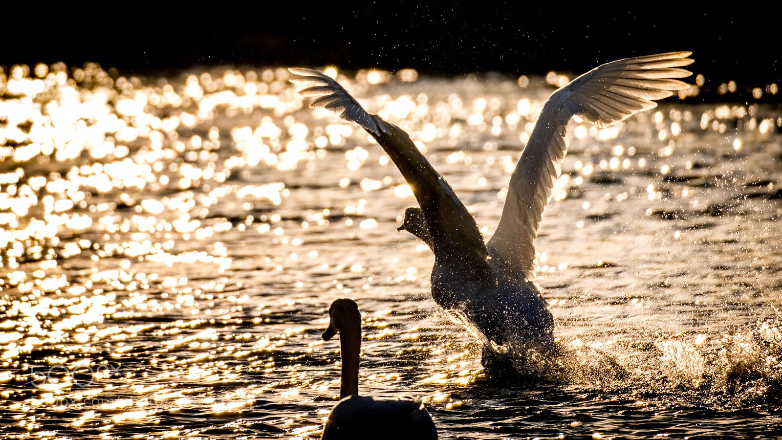 Fujifilm X-T2 sample photo. Swan photography