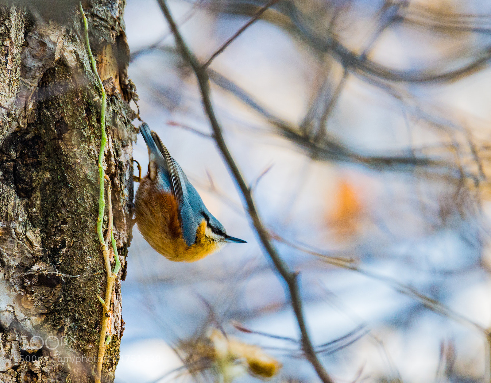 Nikon D600 sample photo. Blue tit photography