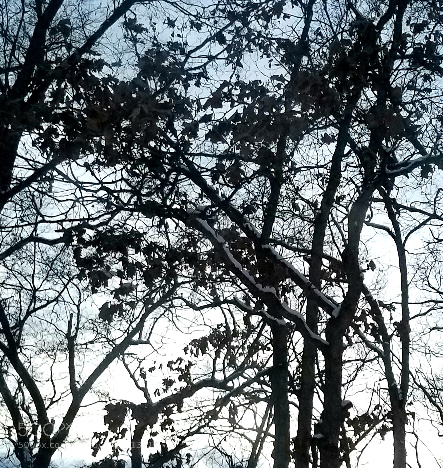 Samsung Galaxy S7 Edge sample photo. Abstract branches photography