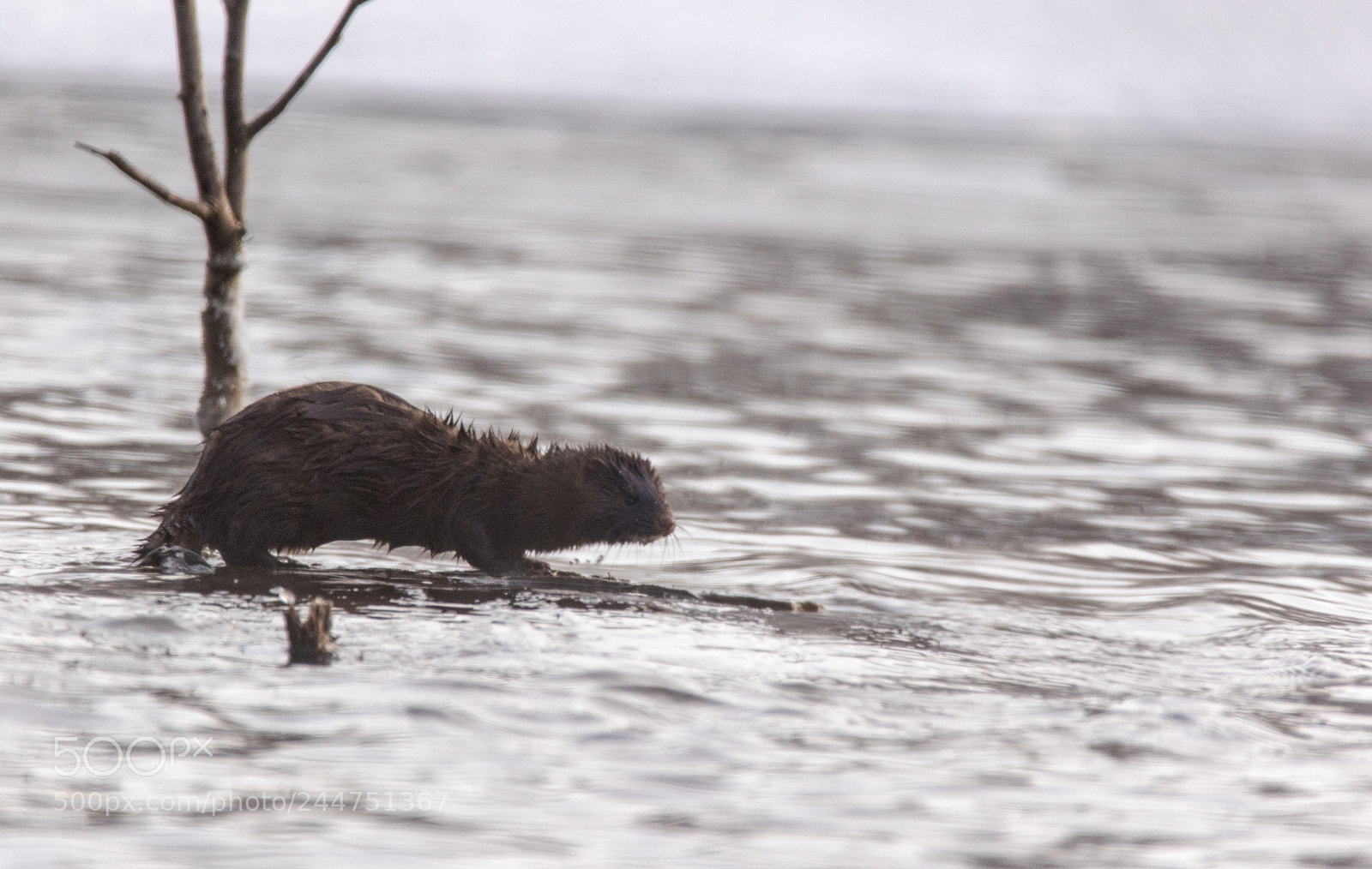 Canon EOS 7D Mark II sample photo. Mink'in photography