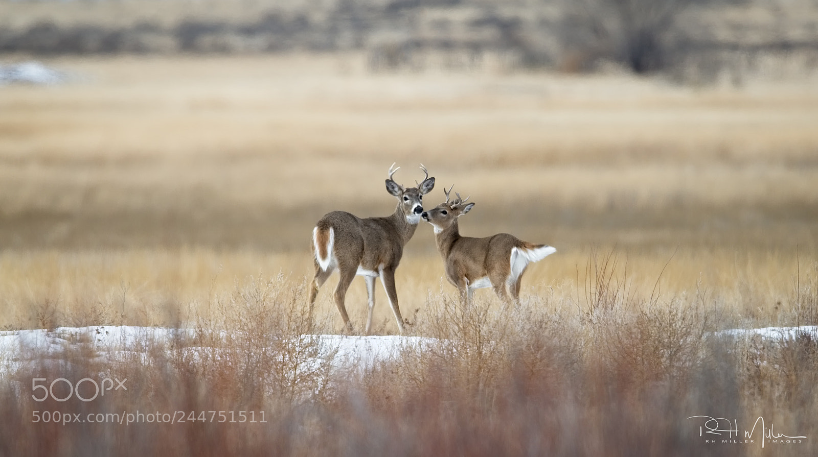 Canon EOS-1D X Mark II sample photo. Young bucks photography