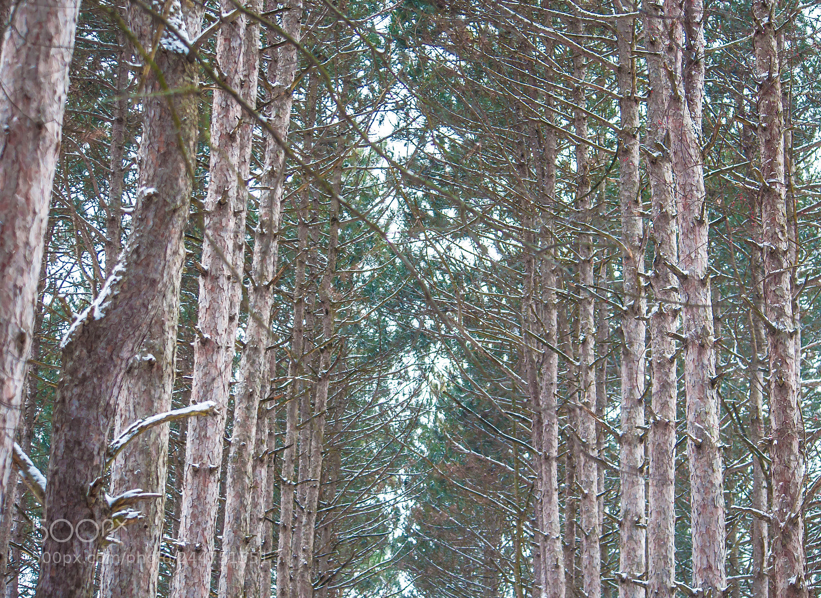Nikon D90 sample photo. Happy woods in winter photography