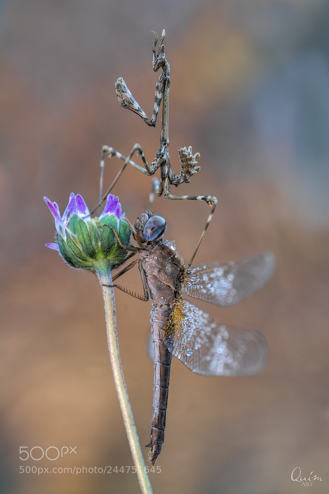 Nikon D7100 sample photo. Libe & mantis photography