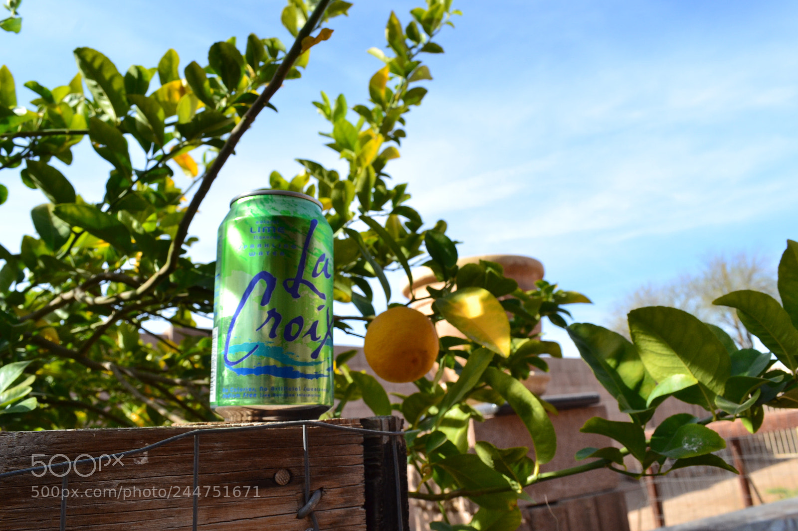 Nikon D3100 sample photo. Limon lime photography
