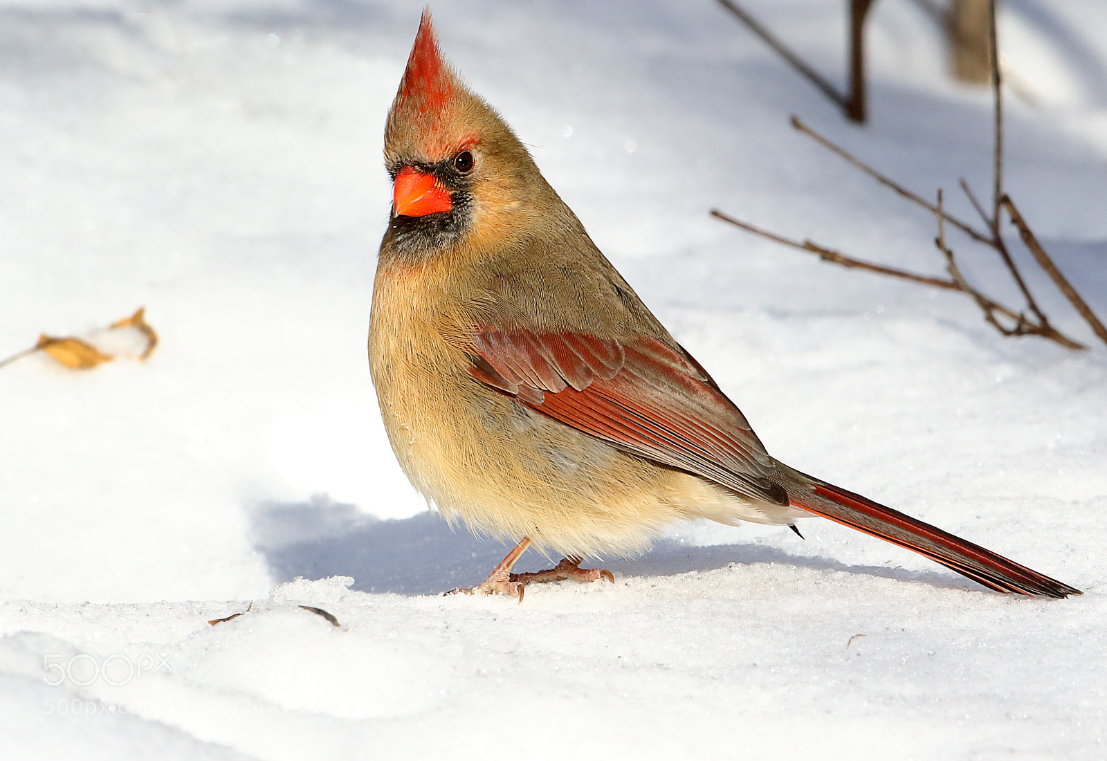 Canon EOS 7D Mark II sample photo. Mrs cardinal on snow photography