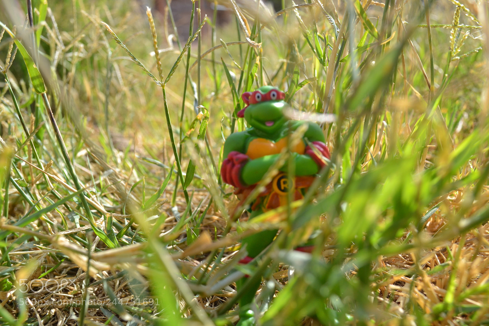 Nikon D3100 sample photo. Turtle in disguise photography