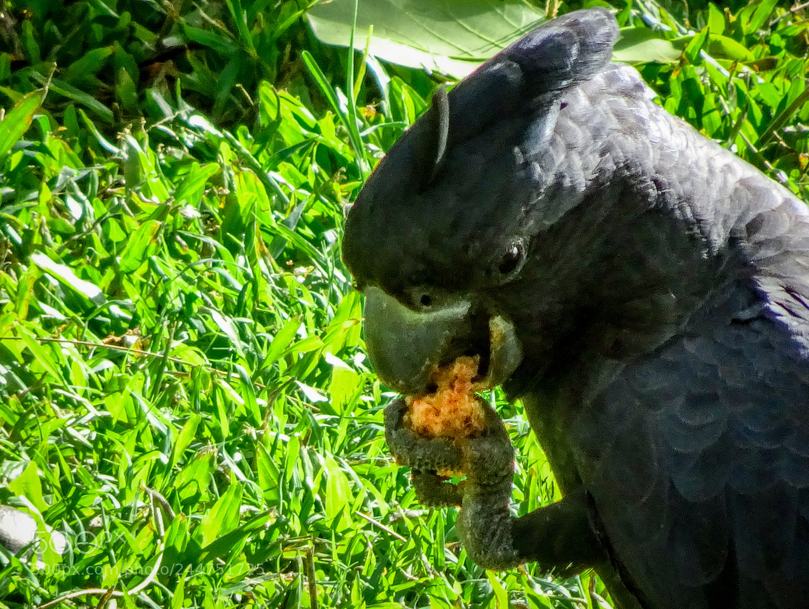 Sony Cyber-shot DSC-HX90V sample photo. Black cockatoo lunch photography