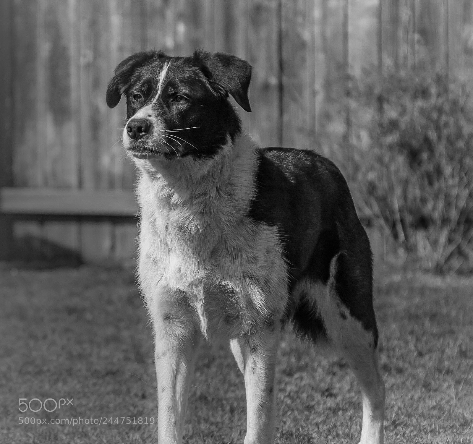 Canon EOS 40D sample photo. Standing her ground photography