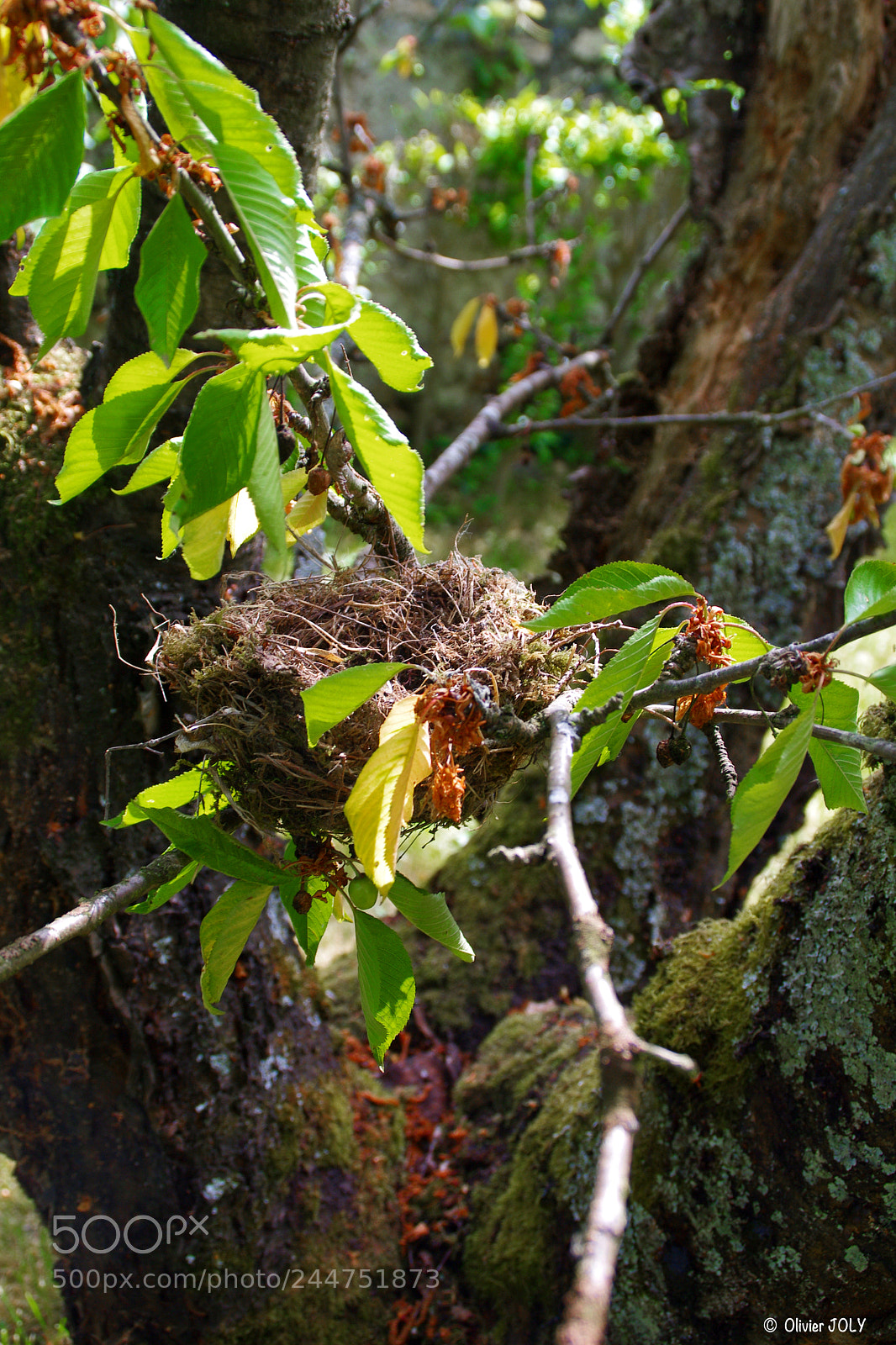 Pentax K-7 sample photo. Nid dans un cerisier photography
