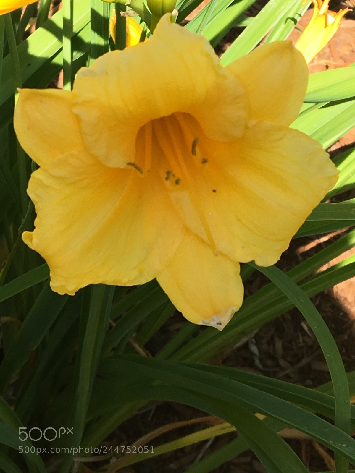 Apple iPhone 6s sample photo. Untitled photography