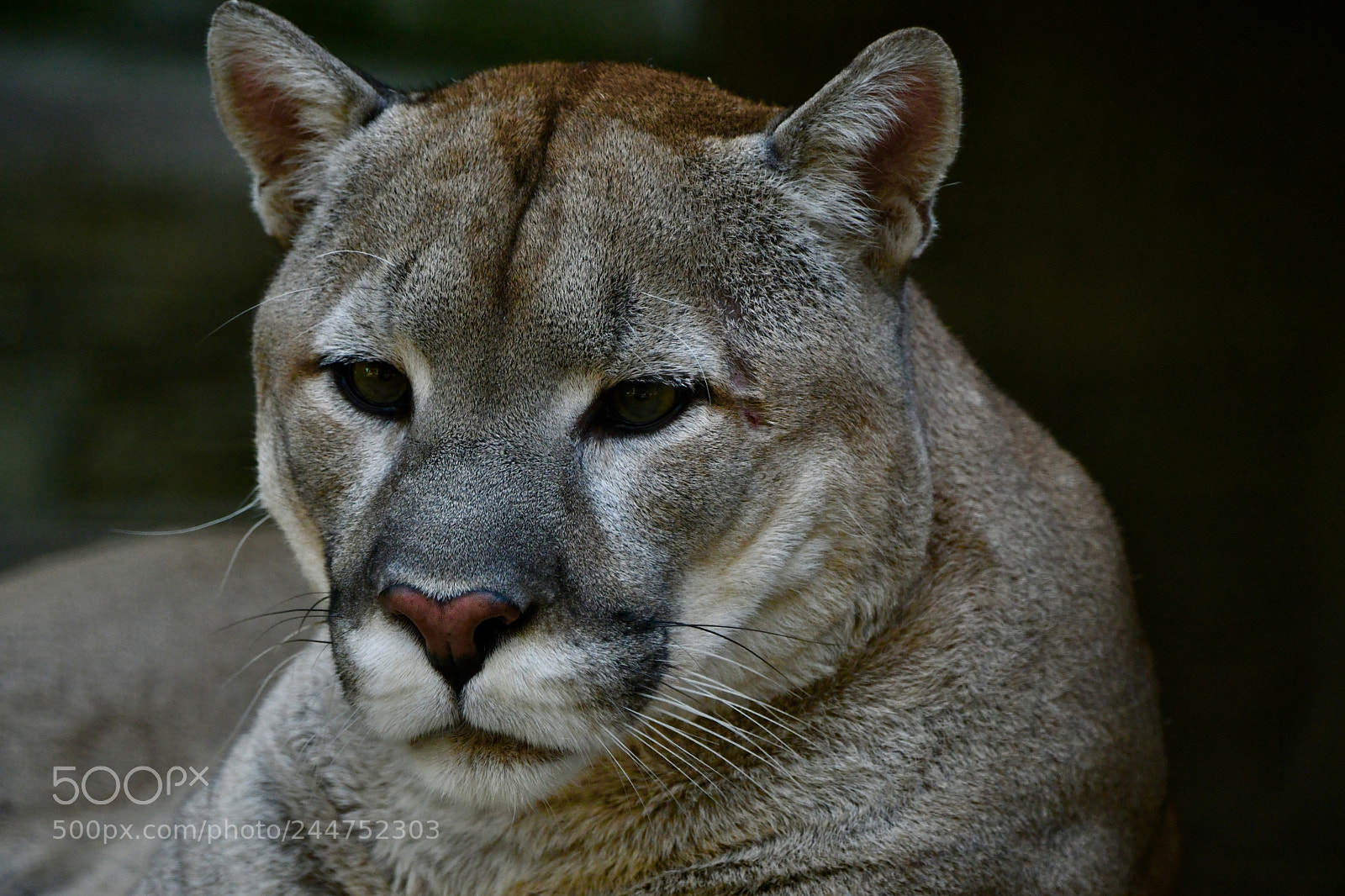 Nikon D500 sample photo. Puma photography