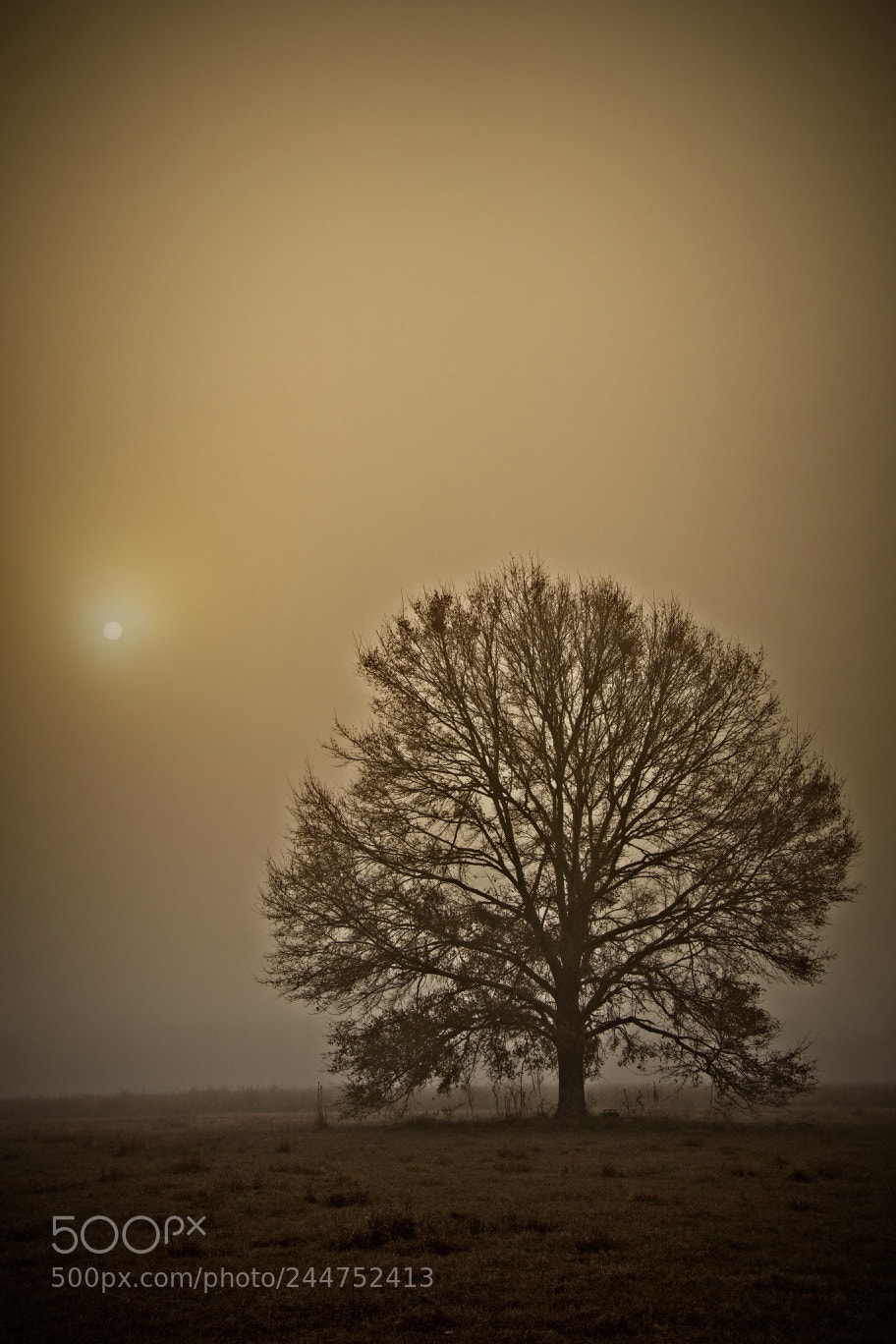 Canon EOS 7D Mark II sample photo. Foggy glow photography