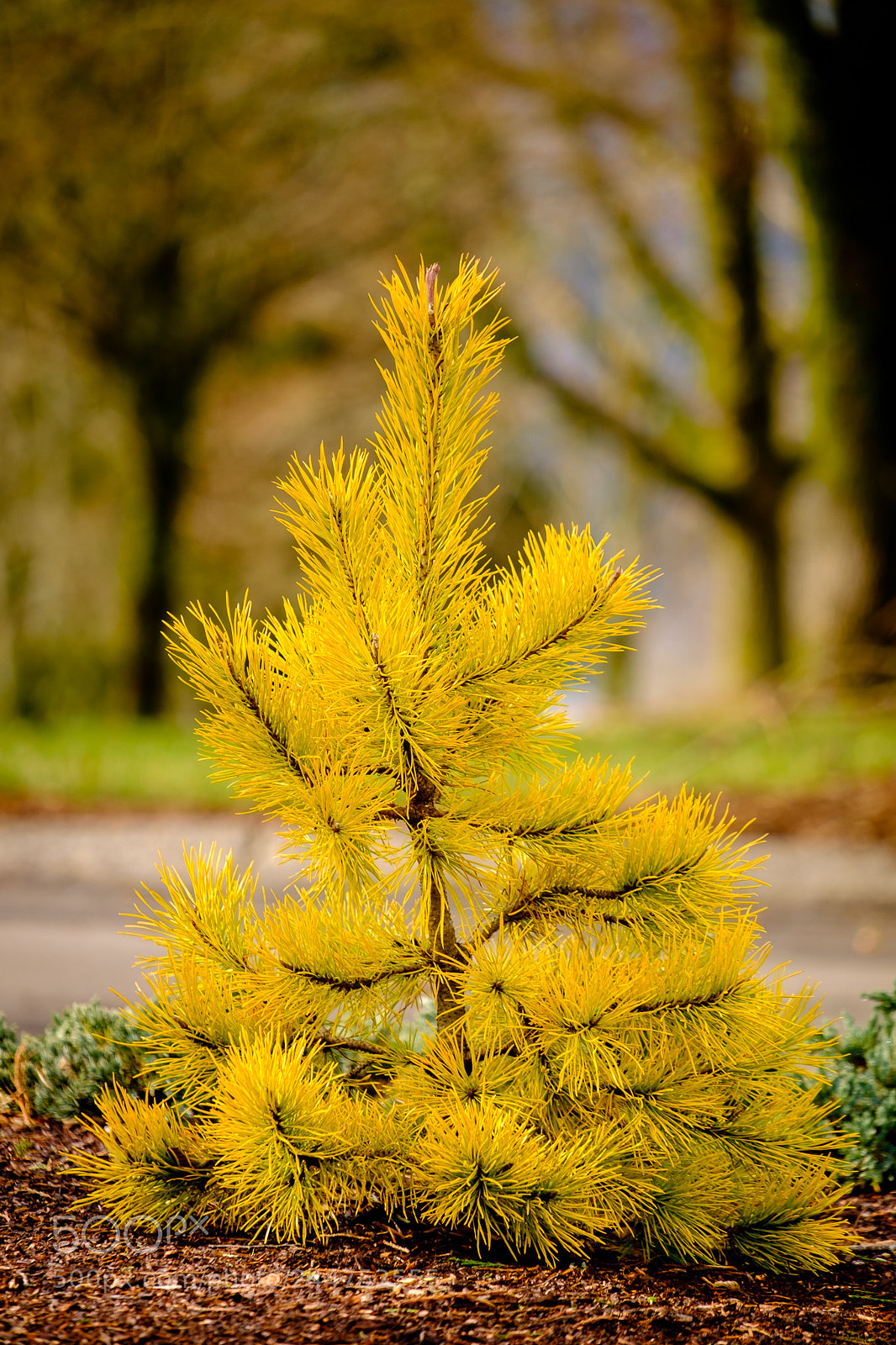 Fujifilm X-T1 sample photo. Chief joseph pine pinus photography