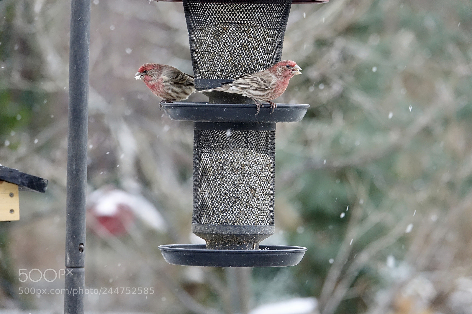 Sony Cyber-shot DSC-RX10 III sample photo. Birds and a few photography