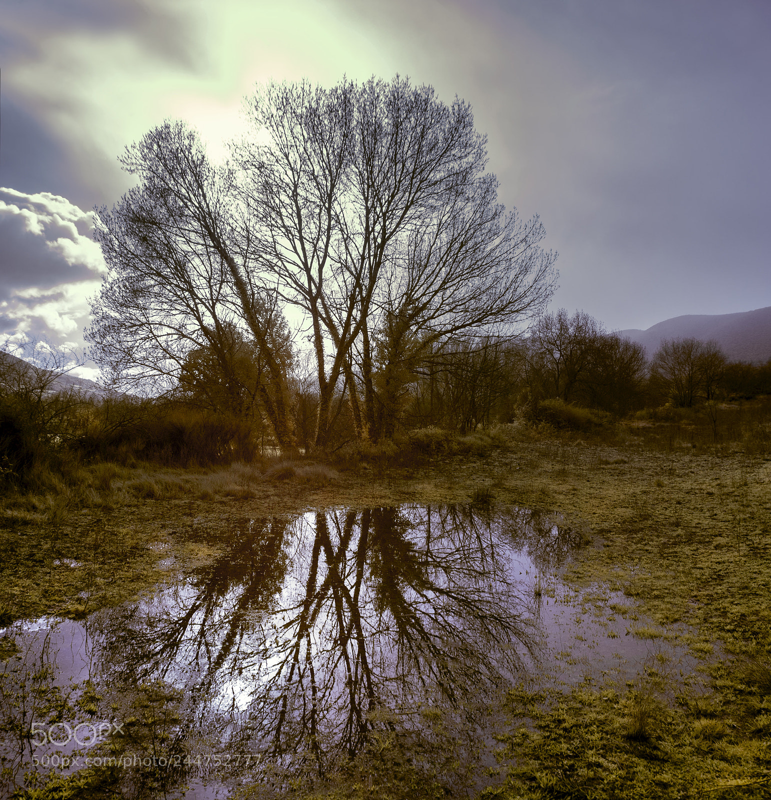 Canon EOS 5D sample photo. Forest photography