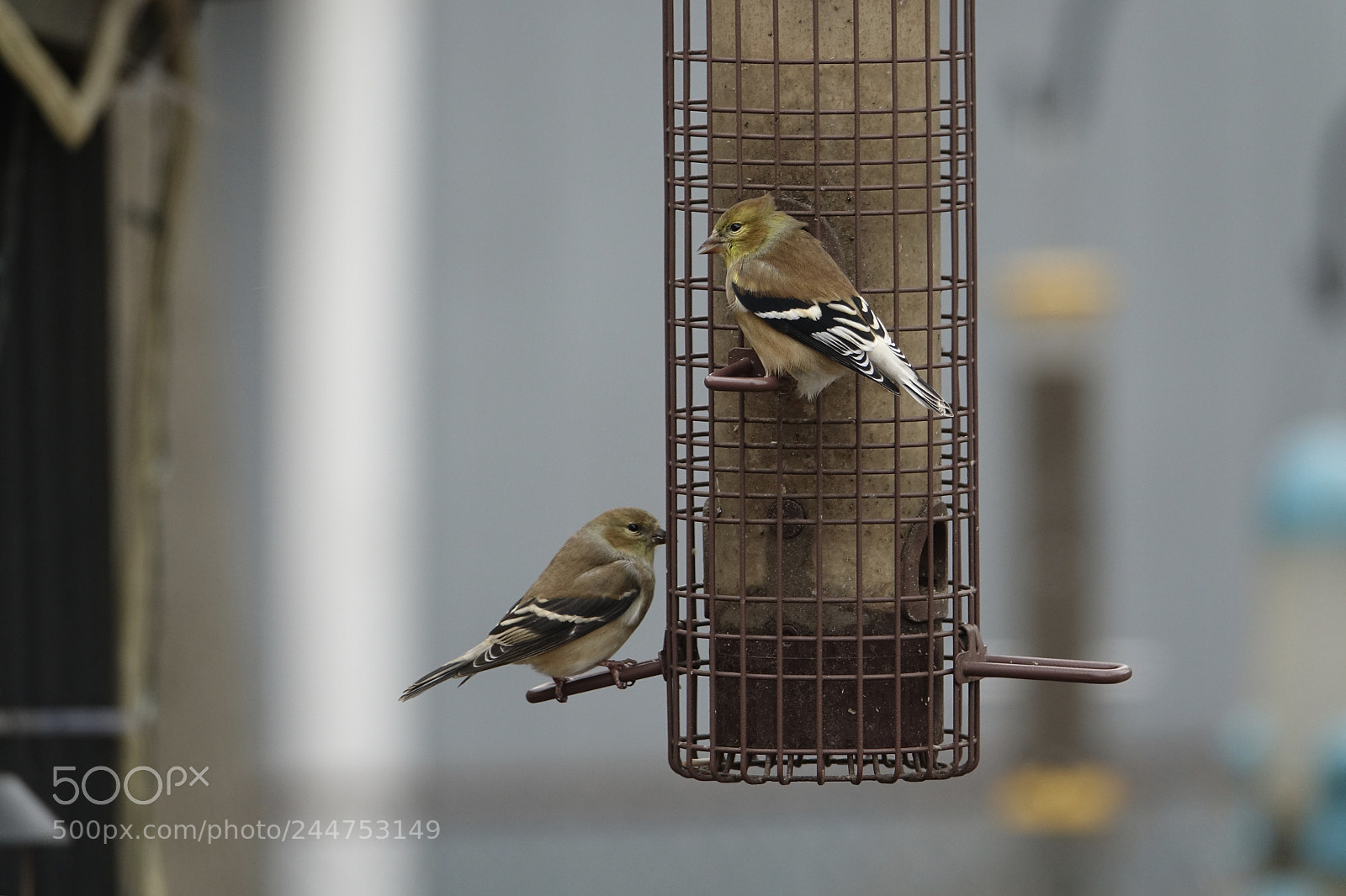 Sony Cyber-shot DSC-RX10 III sample photo. The goldfinches state bird photography