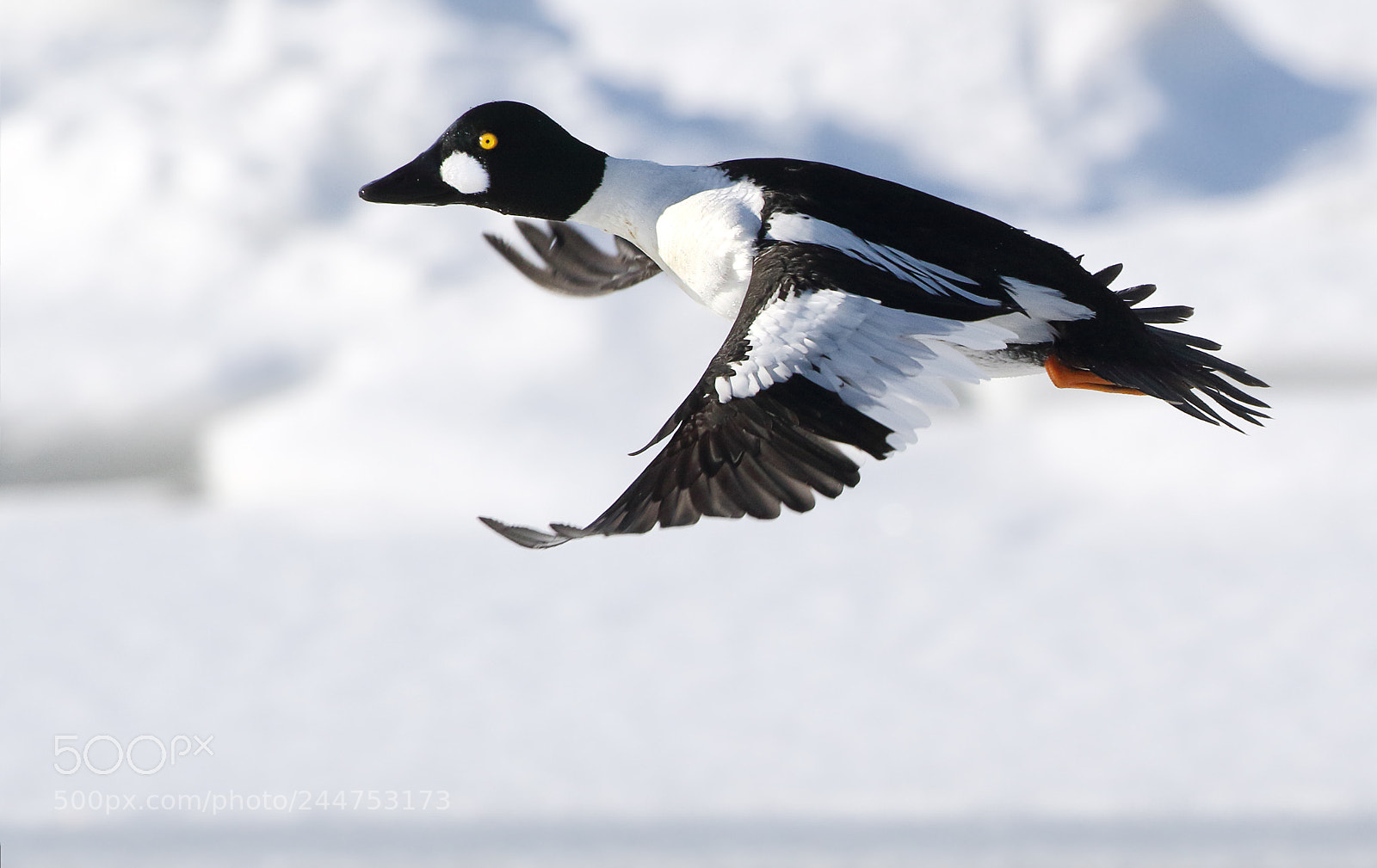 Canon EOS 7D Mark II sample photo. Frosty flight photography