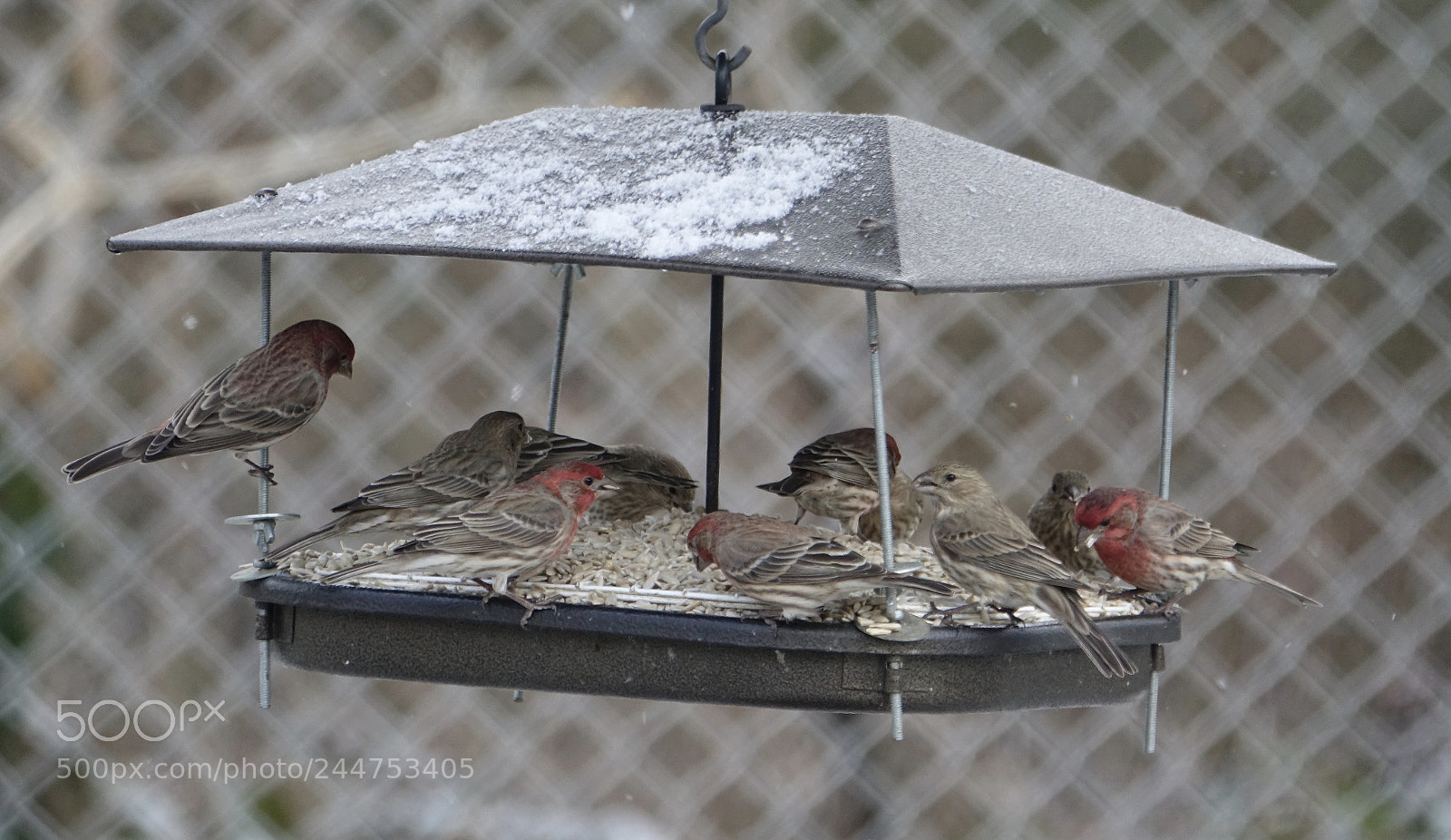 Sony Cyber-shot DSC-RX10 III sample photo. The other gang is photography