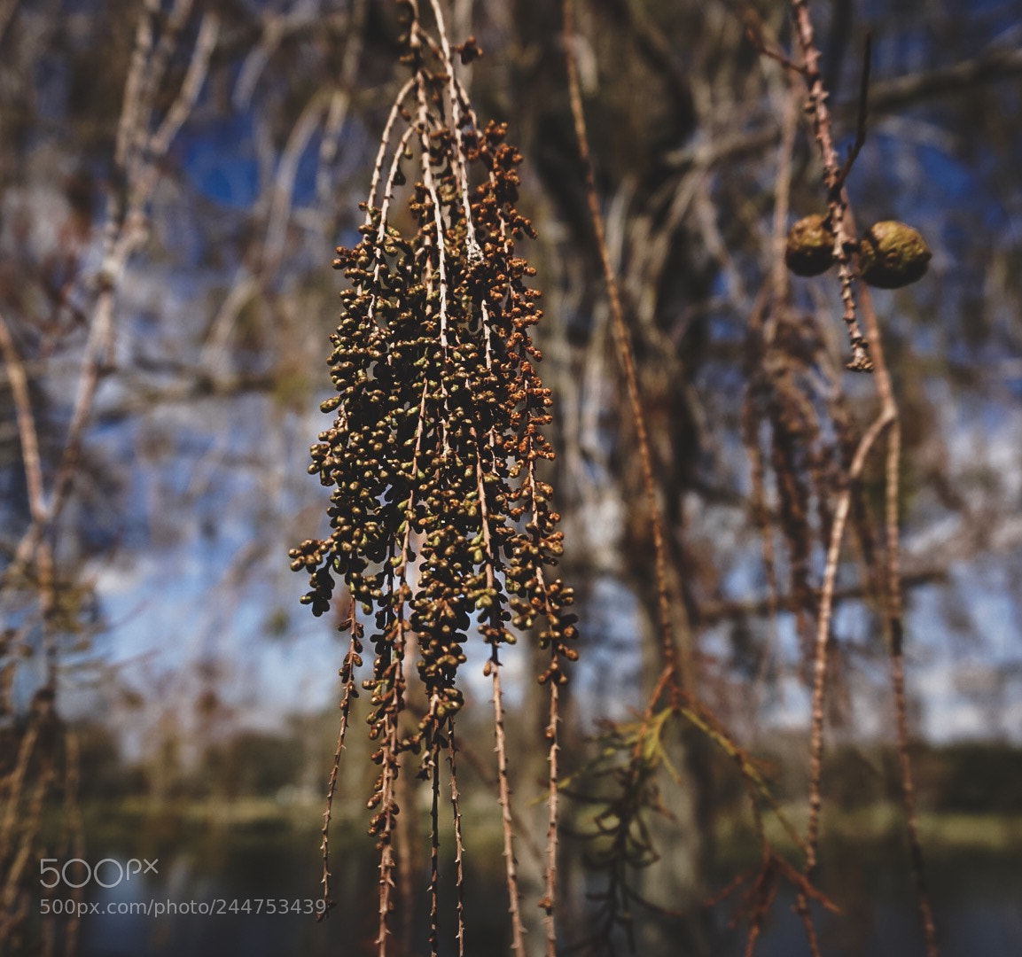 Sony a5100 sample photo. Moodygram photography