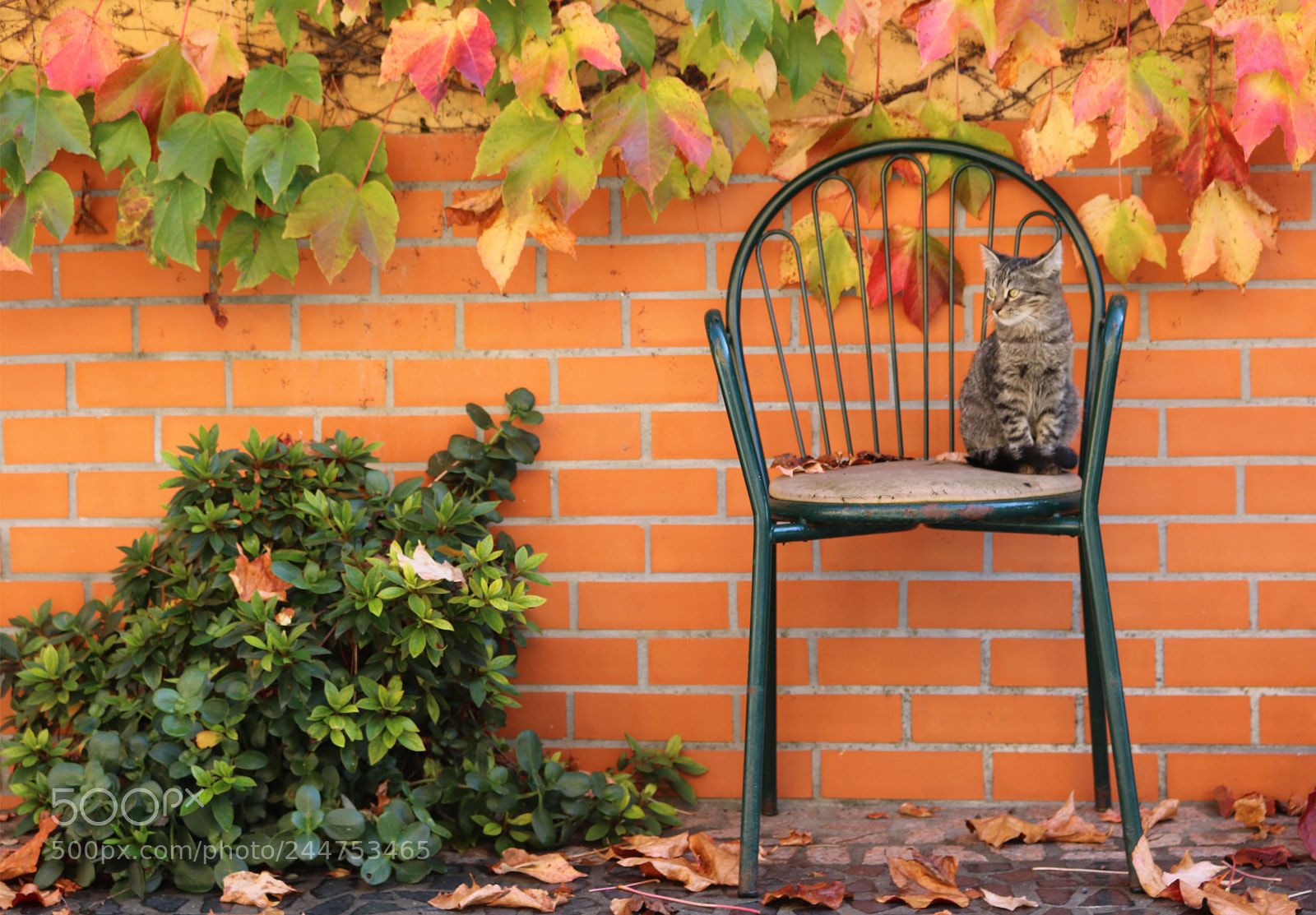 Canon EOS 750D (EOS Rebel T6i / EOS Kiss X8i) sample photo. Thinking cat photography