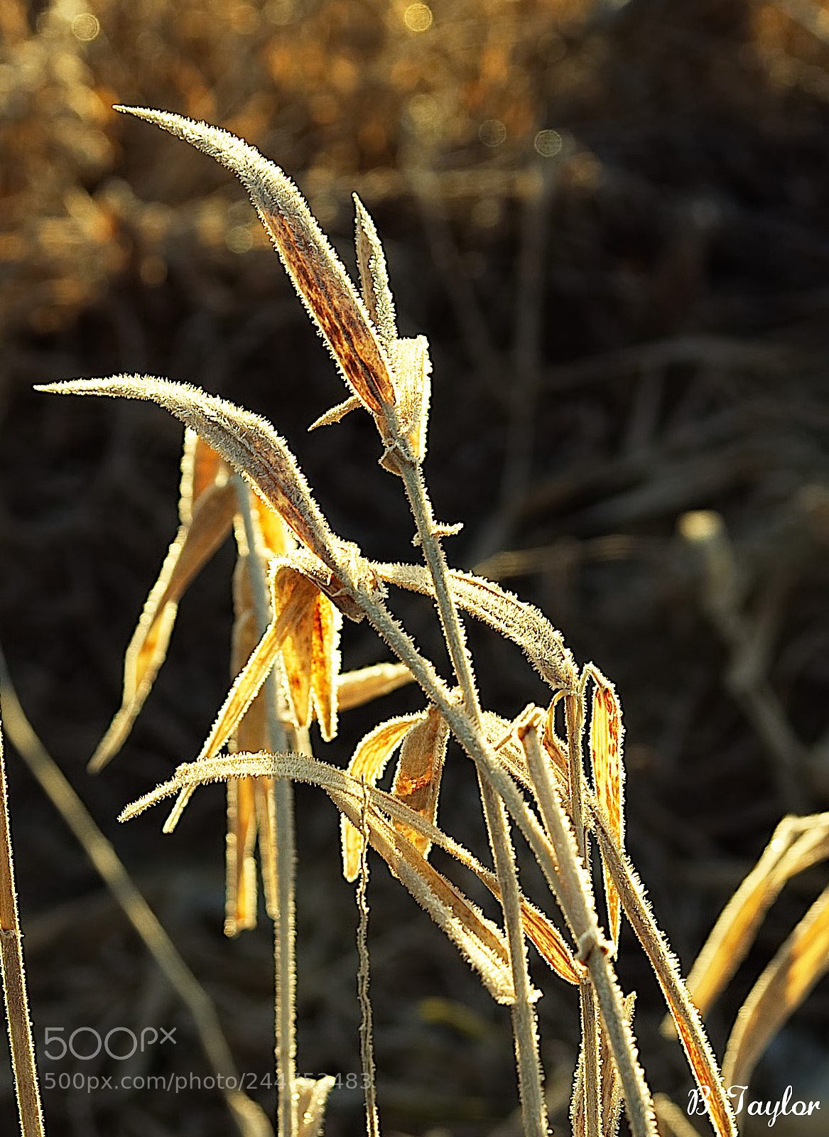 Sony SLT-A57 sample photo. Frosted grass photography