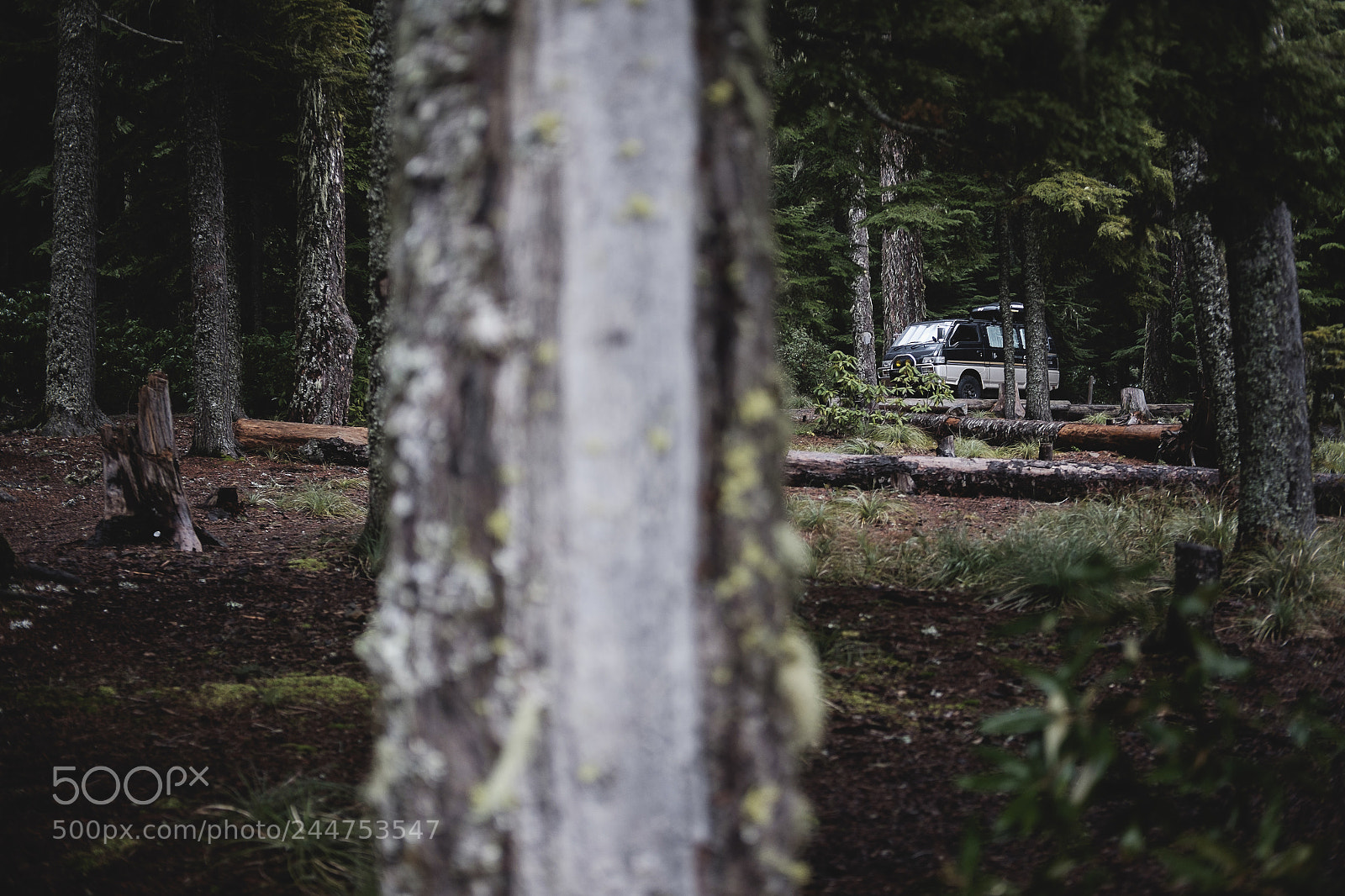 Fujifilm X-T1 sample photo. In the trees photography