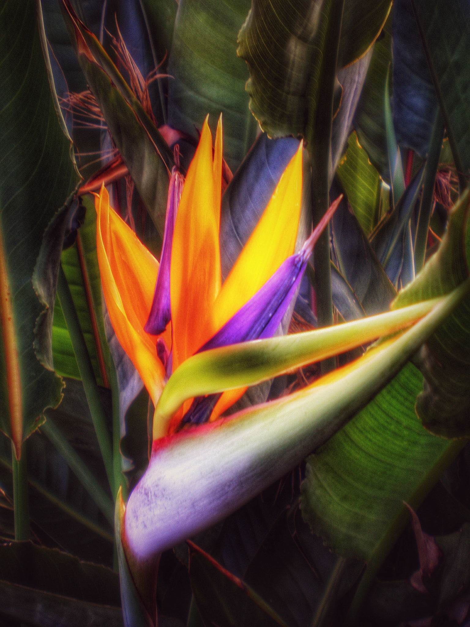 Olympus FE190/X750 sample photo. Color floral photography