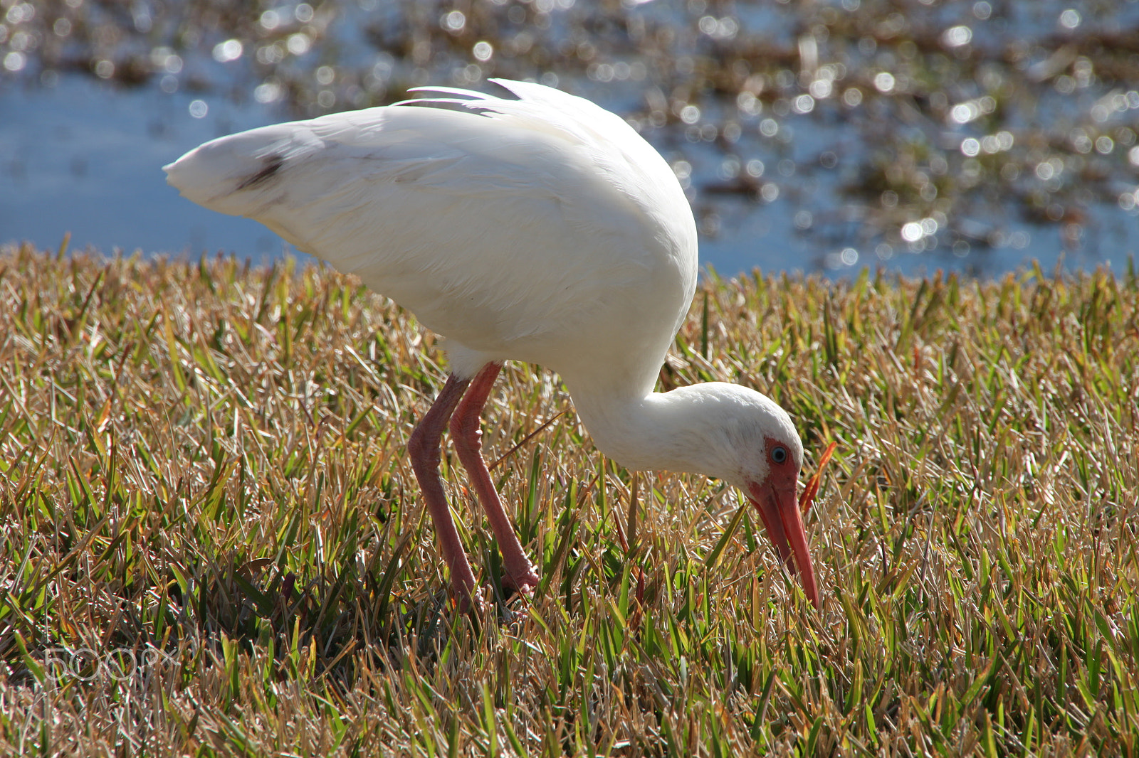 Tamron AF 18-270mm F3.5-6.3 Di II VC LD Aspherical (IF) MACRO sample photo. American white ibis looking for food photography