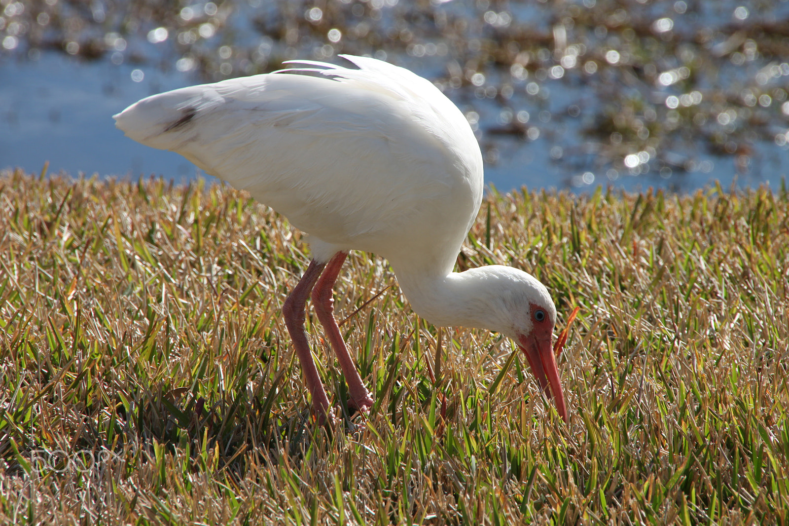 Canon EOS 500D (EOS Rebel T1i / EOS Kiss X3) sample photo. American white ibis looking for food photography