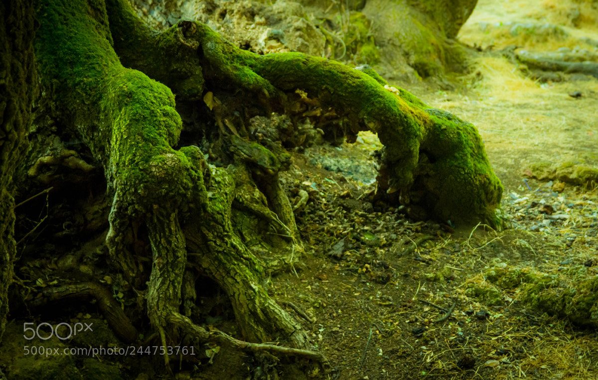 Canon EOS 550D (EOS Rebel T2i / EOS Kiss X4) sample photo. Tree root/tree hand photography