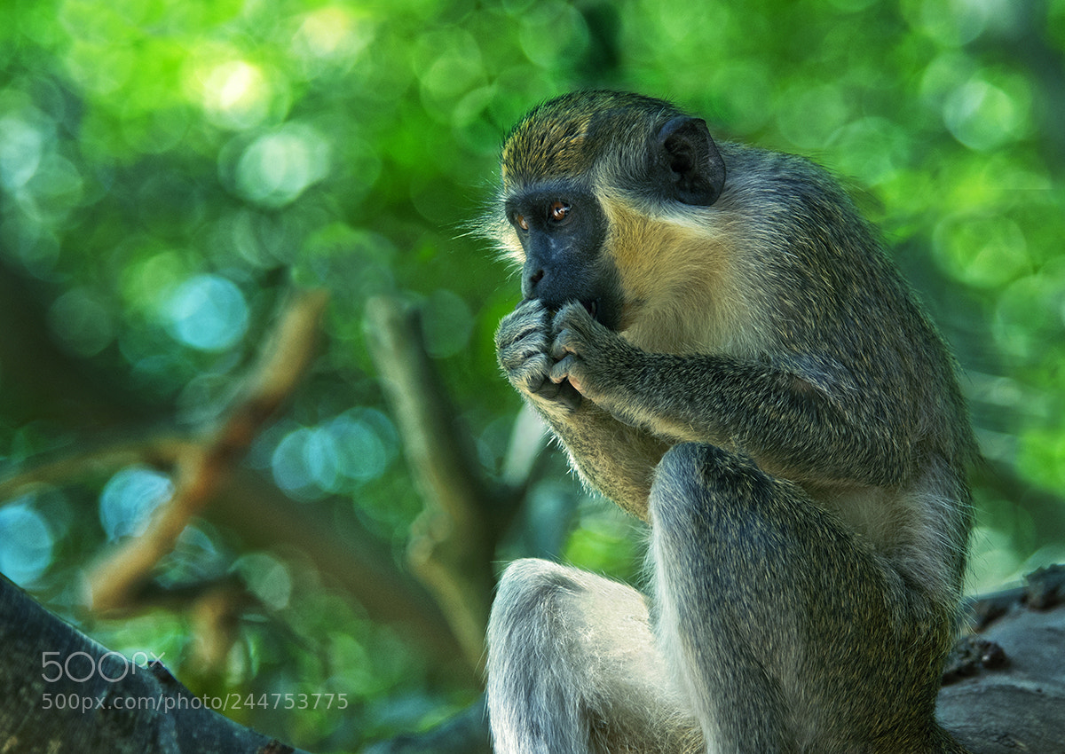 Nikon D300 sample photo. Green monkey (chlorocebus sabaeus) photography