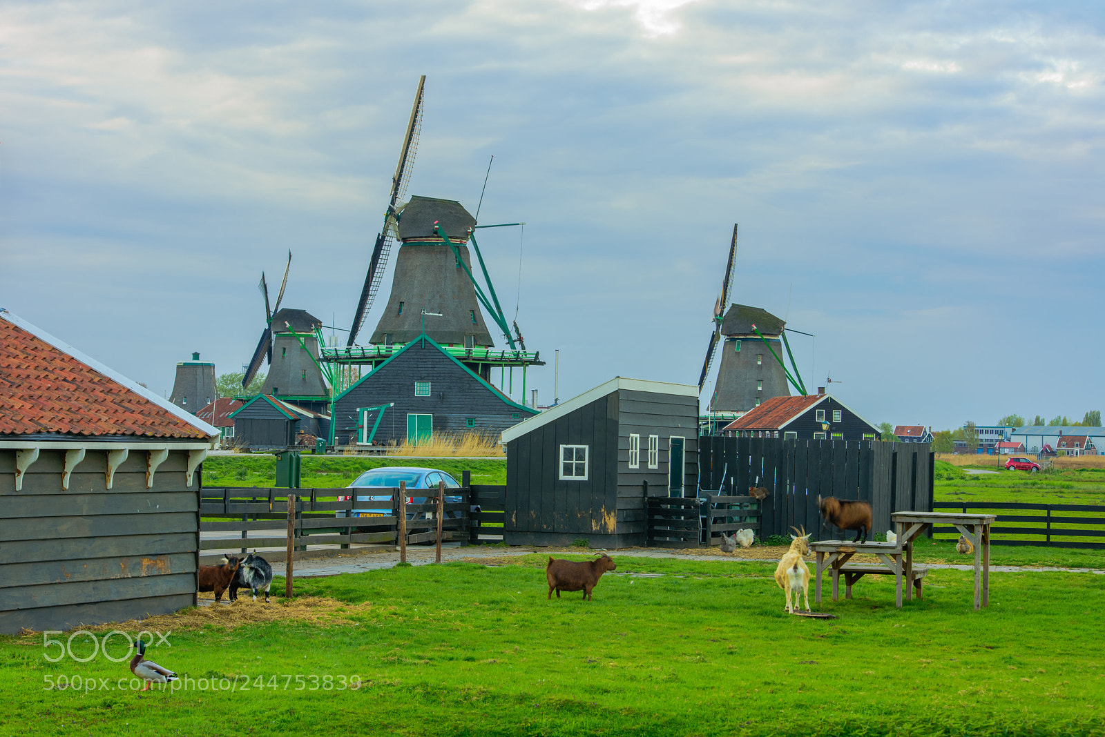 Nikon D810 sample photo. Zaanse schans photography